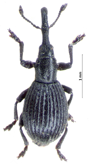 Synapion ebeninum (W. Kirby, 1808)