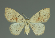 Cyclophora punctaria (Linnaeus, 1758)