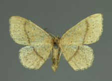 Cyclophora quercimontaria (Bastelberger, 1897)