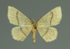 Cyclophora quercimontaria (Bastelberger, 1897)