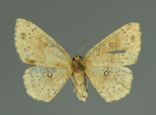 Cyclophora porata (Linnaeus, 1767)