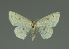 Cyclophora pendularia (Clerck, 1759)