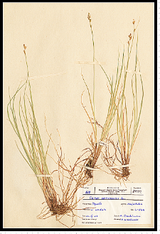 Carex canescens L.