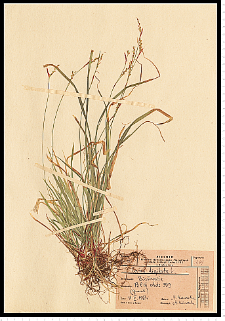 Carex digitata L.