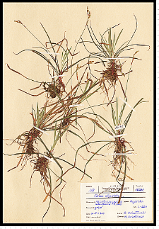 Carex digitata L.