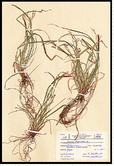 Carex digitata L.