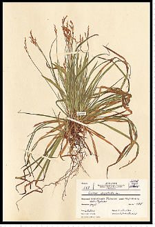 Carex digitata L.