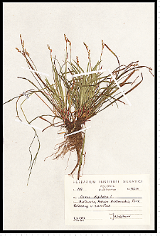 Carex digitata L.