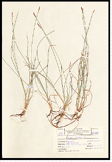 Carex dioica L.