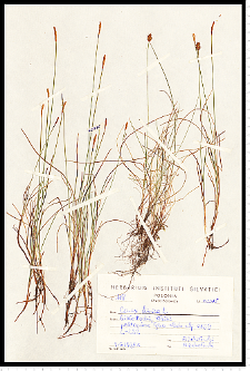 Carex dioica L.