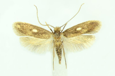Monopis fenestratella (Heyden, 1863)