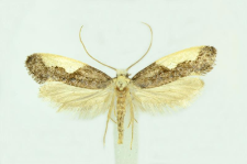 Monopis monachella (Hübner, 1796)