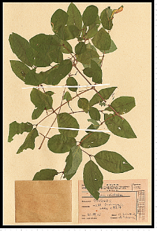 Lonicera xylosteum L.