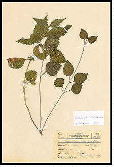 Galeobdolon luteum Huds. subsp. montanum Pers.