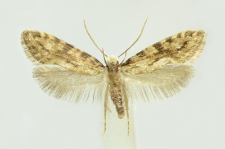 Nemapogon gliriella (Heyden, 1865)