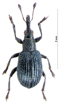 Ischnopterapion virens (J.F.W. Herbst, 1797)