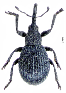 Pirapion immune (W. Kirby, 1808)