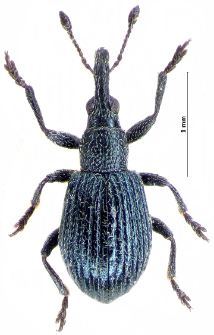 Protopirapion atratulum (E.F. Germar, 1817)