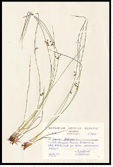 Juncus filiformis L.