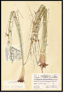 Juncus filiformis L.