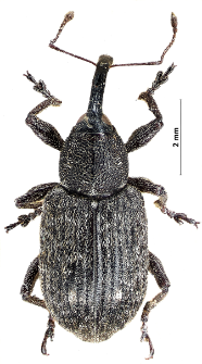 Notaris scirpi (Fabricius, 1792)