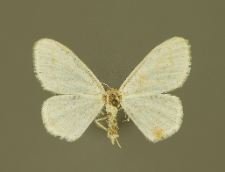 Cabera exanthemata (Scopoli, 1763)