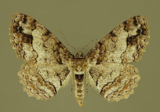 Paradarisa consonaria (Hübner, 1799)