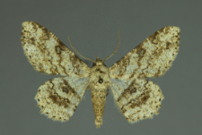 Ascotis selenaria (Denis & Schiffermüller, 1775)