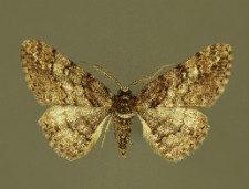 Cleora cinctaria (Denis & Schiffermüller, 1775)