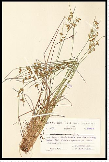 Juncus tenuis Willd.