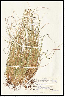 Carex loliacea L.