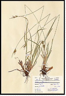 Carex pallescens L.