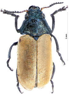 Labidostomis humeralis (D.H. Schneider, 1792)