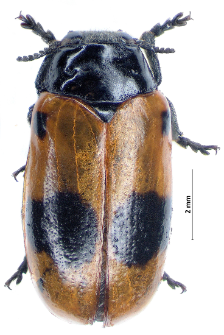 Clytra laeviuscula J.T.C. Ratzeburg, 1837