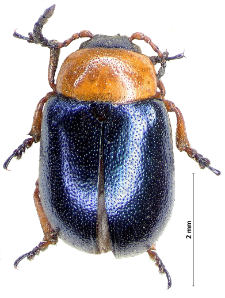 Smaragdina flavicollis (T. Charpentier, 1825)