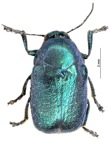 Cryptocephalus aureolus E. Suffrian, 1847