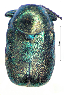 Cryptocephalus hypochoeridis (Linnaeus, 1758)