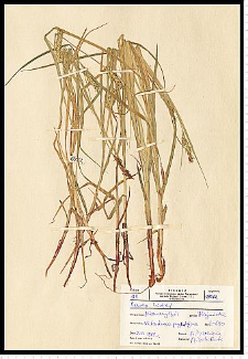 Carex hirta L.