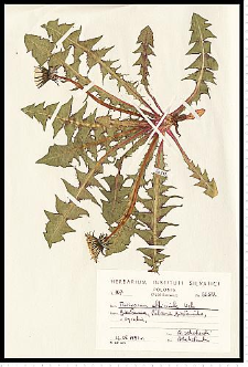 Taraxacum officinale F. H. Wigg.