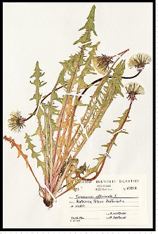 Taraxacum officinale F. H. Wigg.