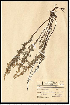 Artemisia austriaca Jacq.