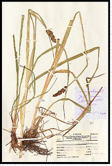 Carex vulpina L.