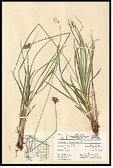 Carex leporina L.