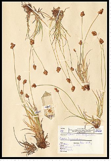 Carex leporina L.