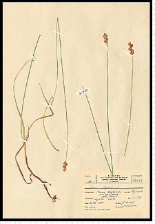 Carex leporina L.