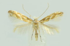 Phyllonorycter issikii (Kumata, 1963)