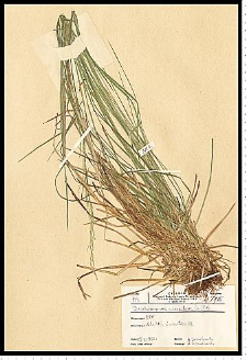 Deschampsia caespitosa (L.) P. Beauv.