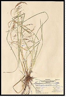 Deschampsia caespitosa (L.) P. Beauv.