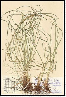 Deschampsia caespitosa (L.) P. Beauv.