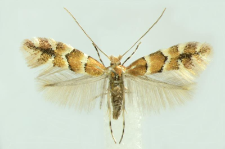 Phyllonorycter emberizaepenella (Bouché, 1834)